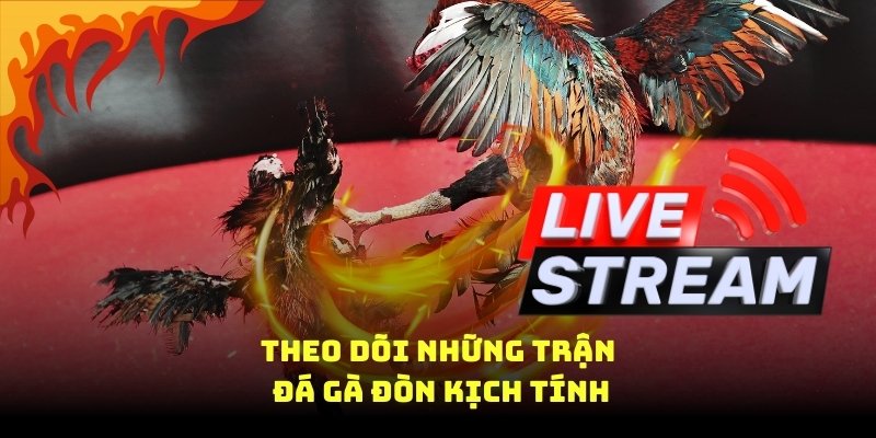 theo dõi những trận đá gà đòn kịch tính